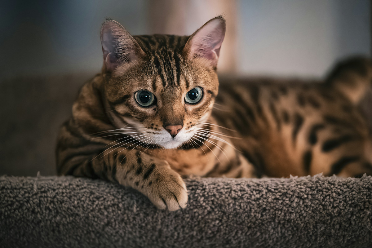 Bengal